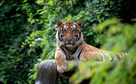 অসমৰ ওৰাং ৰাষ্ট্ৰীয় উদ্যানত ঢেকীয়াপতিয়া বাঘৰ আক্ৰমণত নিহত হয় বনৰক্ষী
