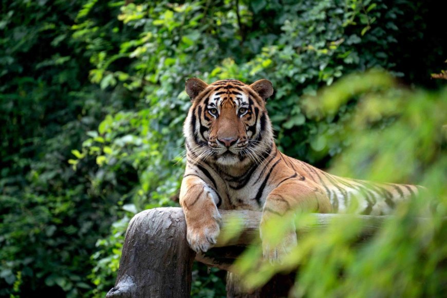 অসমৰ ওৰাং ৰাষ্ট্ৰীয় উদ্যানত ঢেকীয়াপতিয়া বাঘৰ আক্ৰমণত নিহত হয় বনৰক্ষী