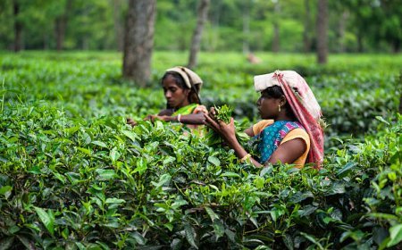 উত্তপ্ত মৰিয়নি চাহবাগিচা