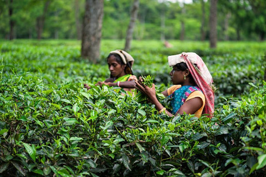 উত্তপ্ত মৰিয়নি চাহবাগিচা