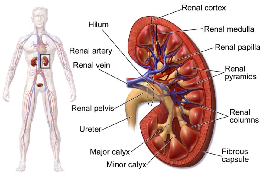 Don't forget to eat these things if you have kidney stones!