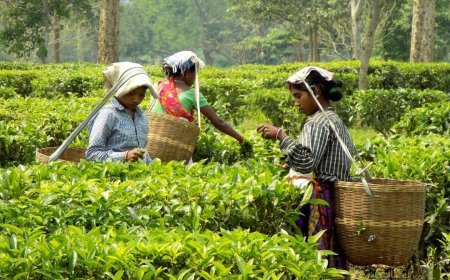 The Assam Fixation of Ceiling of Land Holding Bill passed in the Assembly