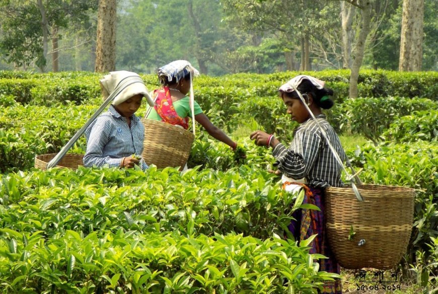 The Assam Fixation of Ceiling of Land Holding Bill passed in the Assembly